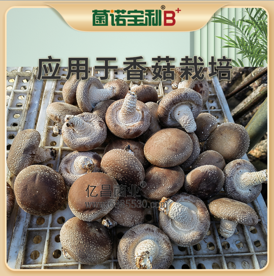 亿昌菌业菌诺宝利B+（网页-45）应用于香菇栽培